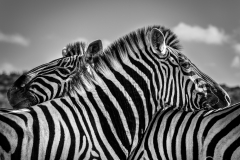 Socialising Zebras